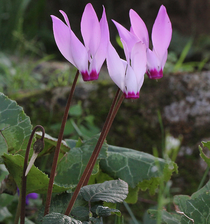 Cyclamen persicum