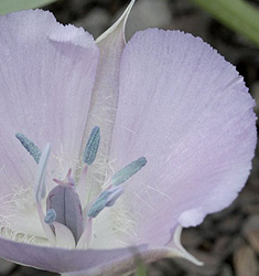 Calochortus CUPIDO