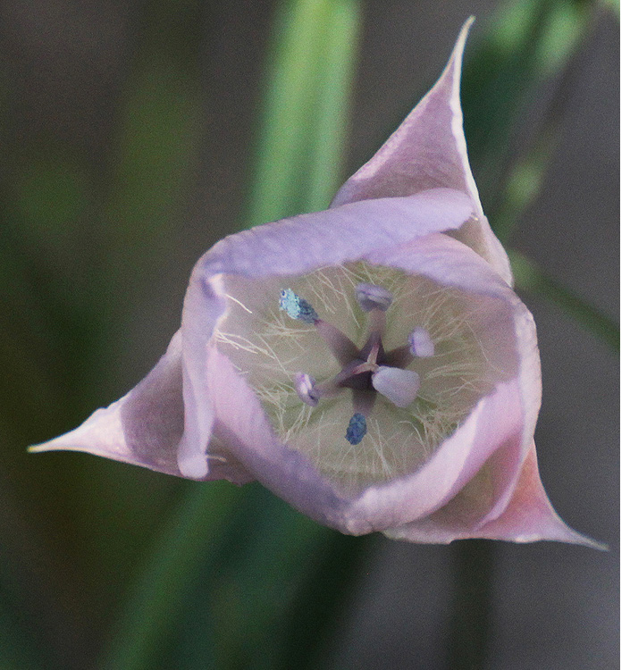 Calochortus CUPIDO