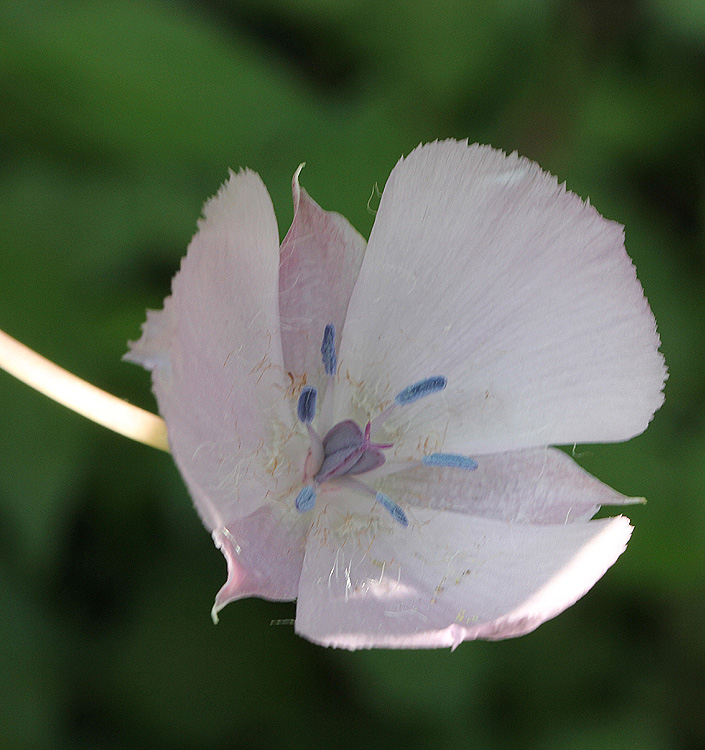 Calochortus CUPIDO