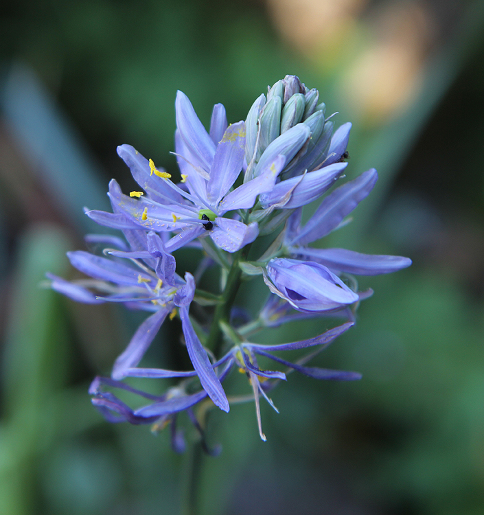 Camassia cusickii