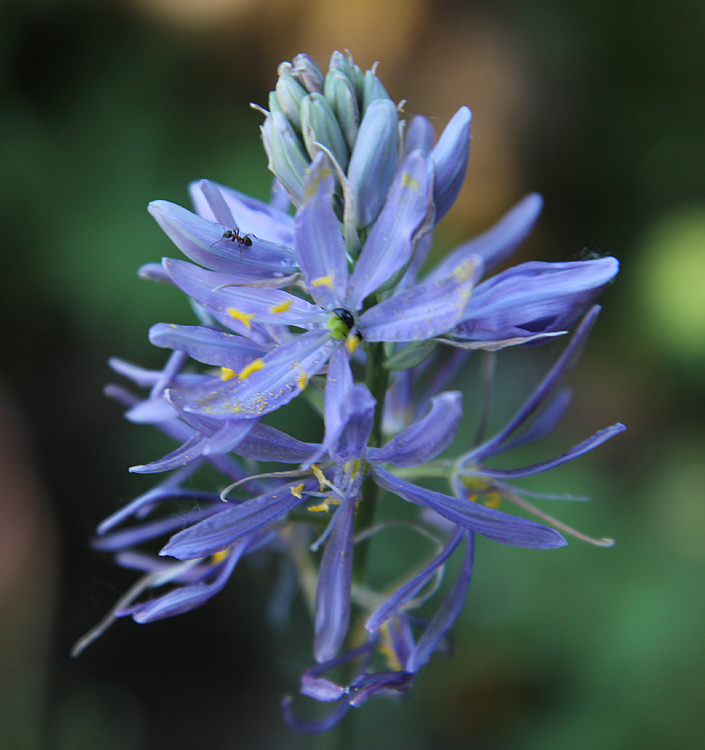 Camassia cusickii