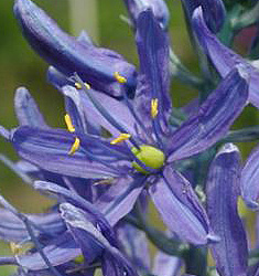 Camassia cusickii ZWANENBURG