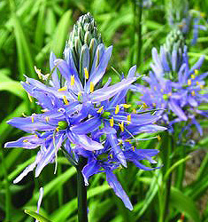Camassia cusickii ZWANENBURG