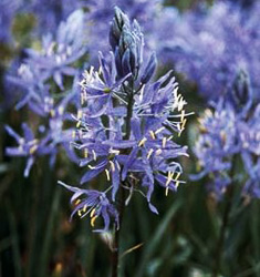 Camassia cusickii ZWANENBURG