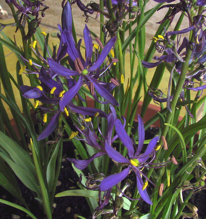Camassia esculenta (quamash)
