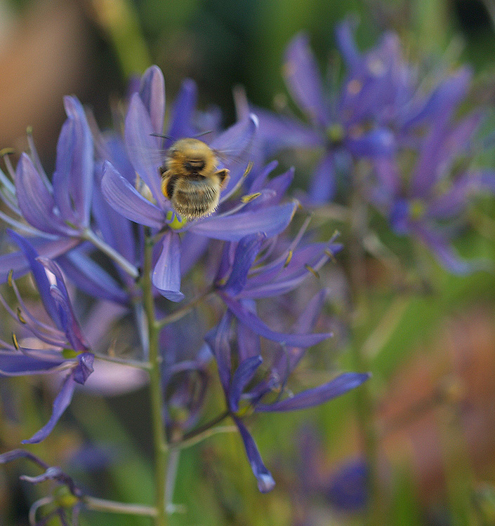 Camassia esculenta (quamash)