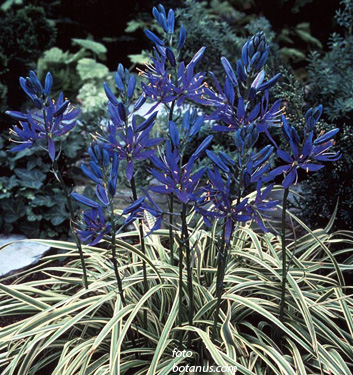 Camassia esculenta (quamash) BLUE MELODY