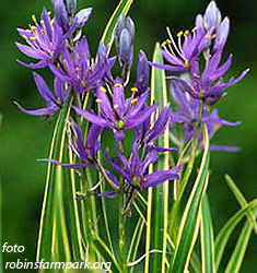 Camassia esculenta (quamash) BLUE MELODY