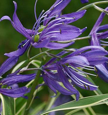 Camassia esculenta (quamash) BLUE MELODY