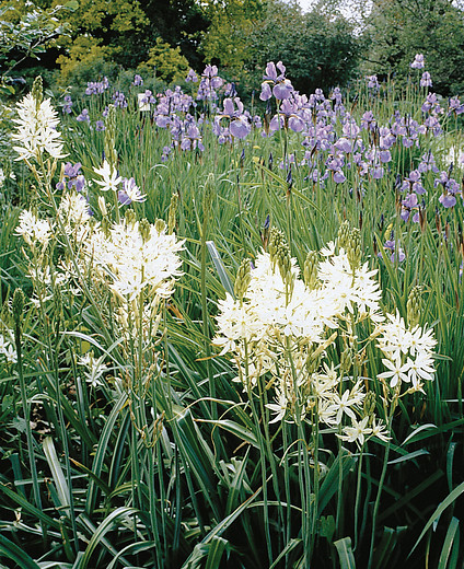 Camassia leichtlinii 'Alba'