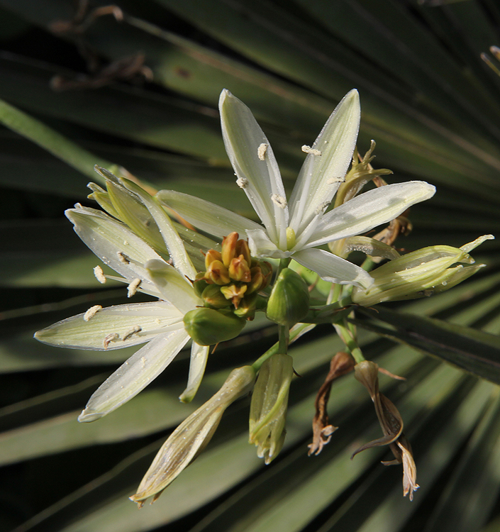 Camassia leichtlinii 'Alba'