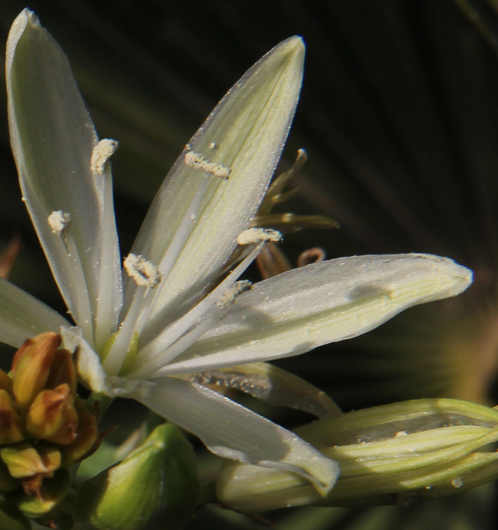 Camassia leichtlinii 'Alba'