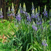 Camassia cusickii