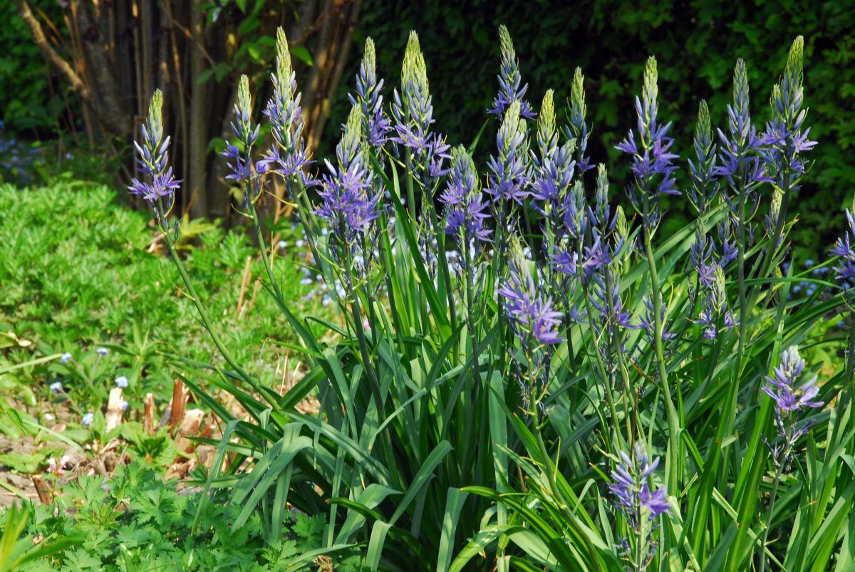Camassia cusickii