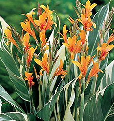 Canna STUTTGART