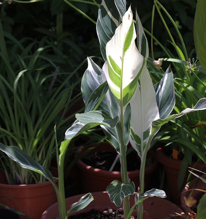 Canna STUTTGART