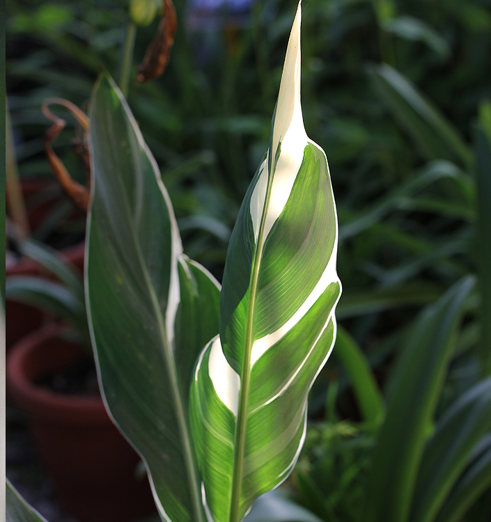 Canna STUTTGART