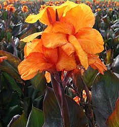 Canna a fogliame scuro WYOMING