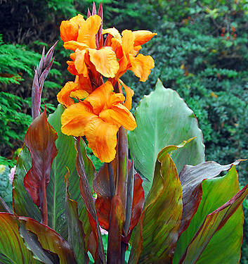 Canna a fogliame scuro WYOMING
