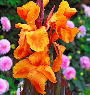 Canna a fogliame scuro WYOMING