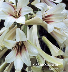 Cardiocrinum giganteum (PRE-POTTED)