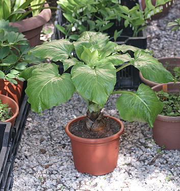 Cardiocrinum giganteum (PRE-POTTED)