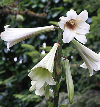 Cardiocrinum giganteum (PRE-POTTED)