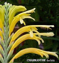 Chasmanthe floribunda var. duckitii