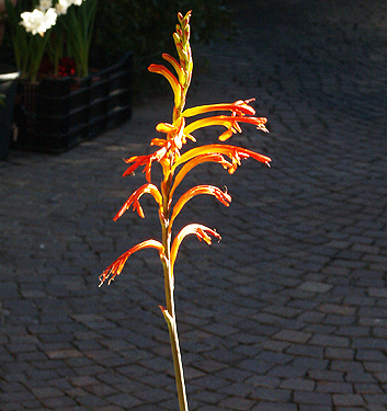 Chasmanthe floribunda var. duckitii