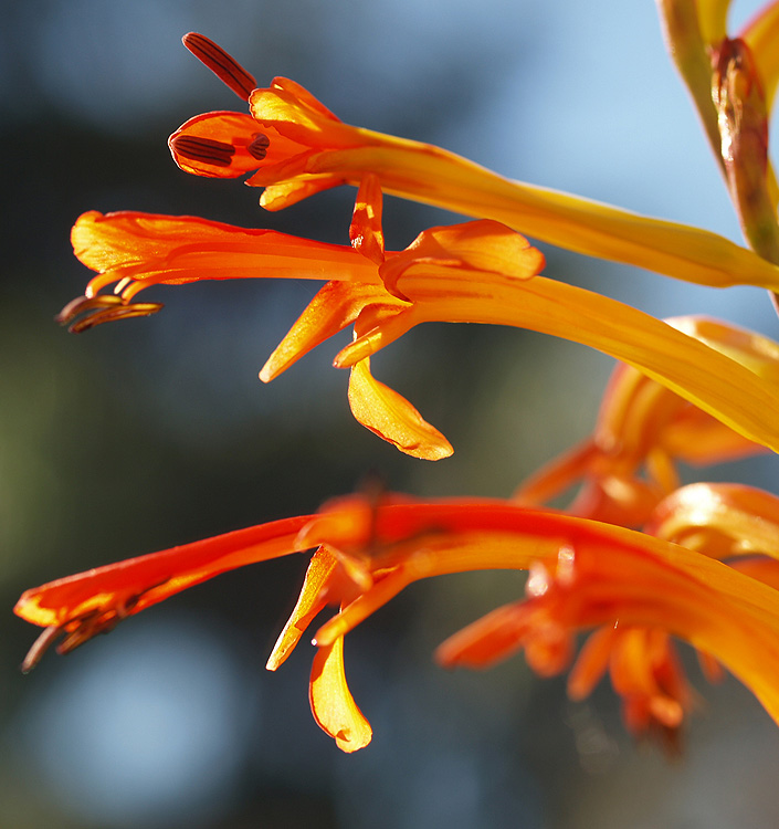 Chasmanthe floribunda var. duckitii