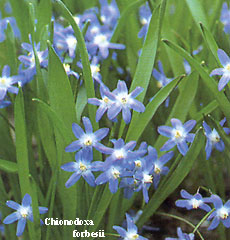 Chionodoxa (Scilla) forbesii