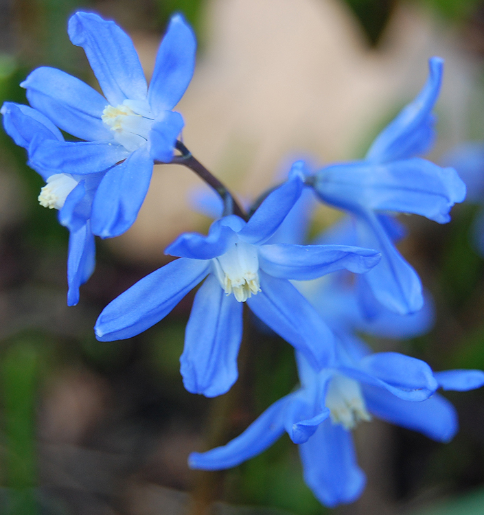 Chionodoxa (Scilla) forbesii