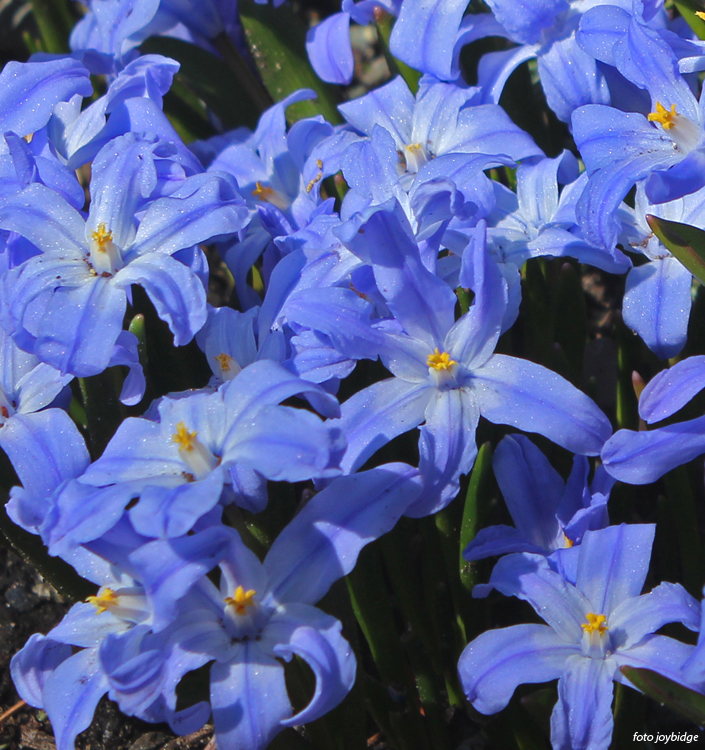Chionodoxa (Scilla) forbesii