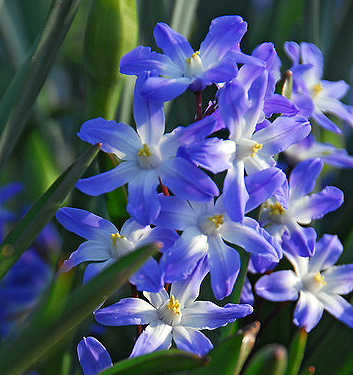 Chionodoxa (Scilla) forbesii BLUE GIANT