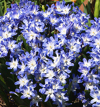 Chionodoxa (Scilla) forbesii BLUE GIANT