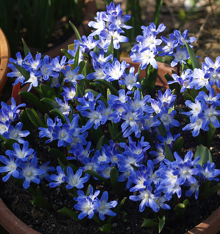 Chionodoxa (Scilla) forbesii BLUE GIANT