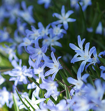 Chionodoxa (Scilla) luciliae (gigantea)
