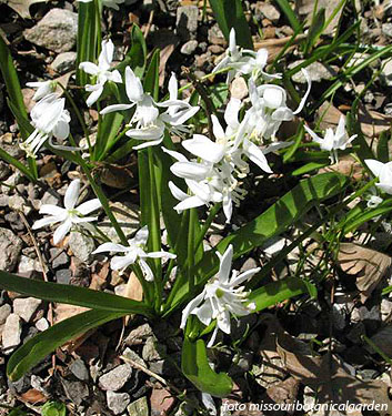 Chionodoxa (Scilla) luciliae (gigantea) 'Alba'