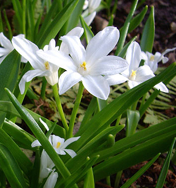 Chionodoxa (Scilla) luciliae (gigantea) 'Alba'