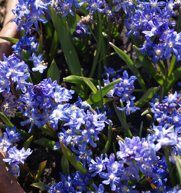 Chionodoxa (Scilla) sardensis