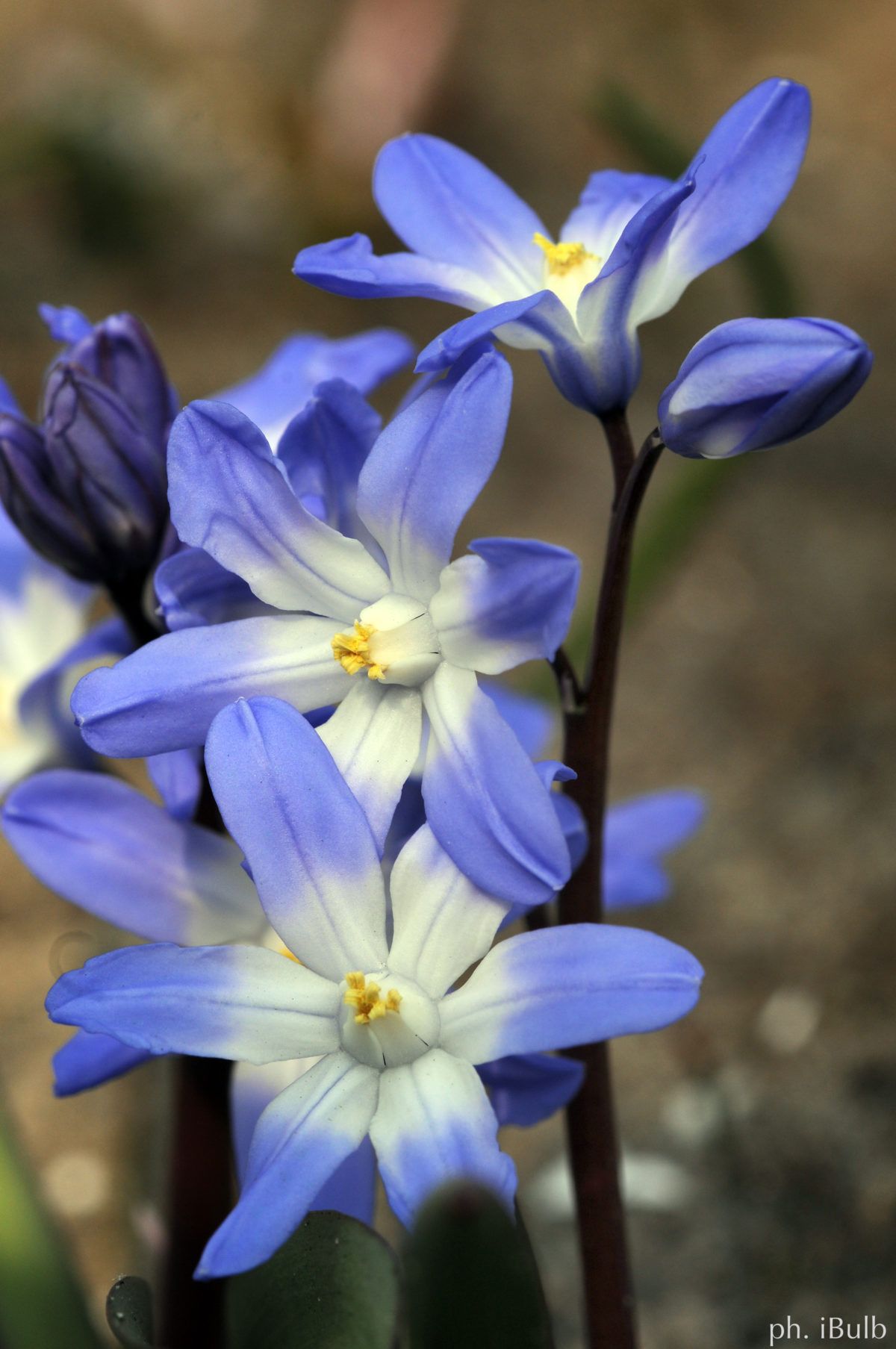 Chionodoxa (Scilla) luciliae (gigantea)