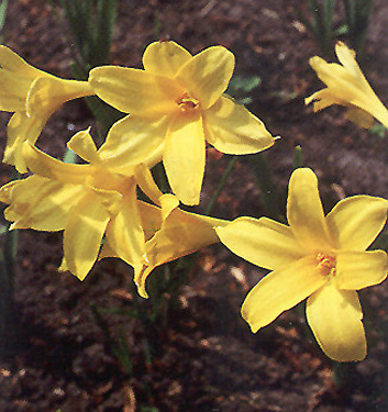 Chlidanthus fragrans
