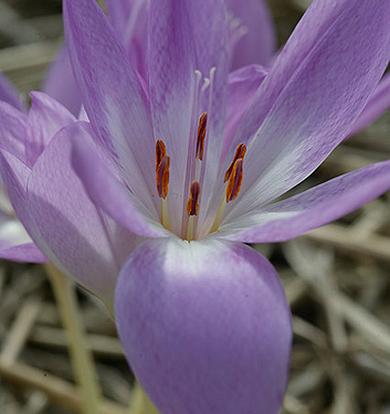 Colchicum GIANT