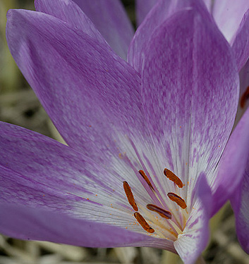 Colchicum GIANT