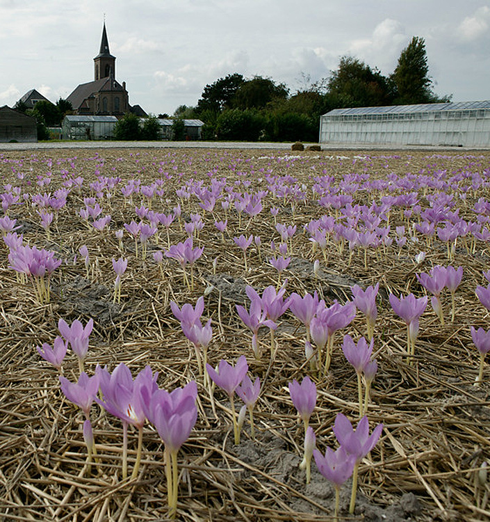 Colchicum GIANT