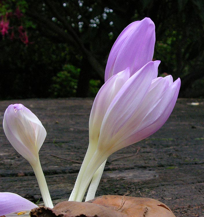 Colchicum LILAC WONDER