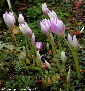 Colchicum LILAC WONDER