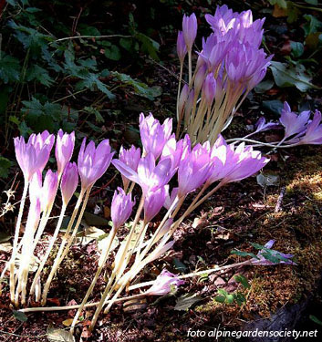 Colchicum LILAC WONDER