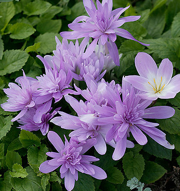 Colchicum WATERLILY